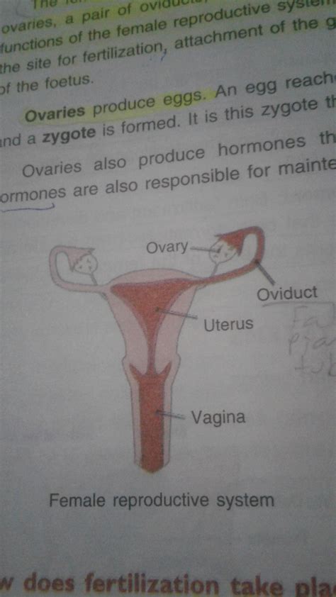 Female reproductive system labeled parts. Draw a neat diagram of human female reproductive system and label the following parts: A) The ...