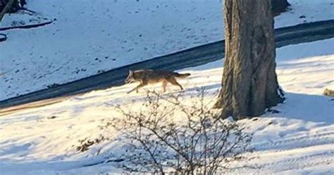Prospect Residents Warned After Reported Coyote Sightings News From