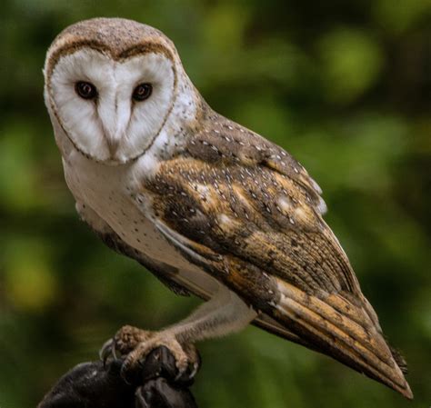 Tyto Alba Barn Owl Foto And Bild Australia Eule Tiere Bilder Auf