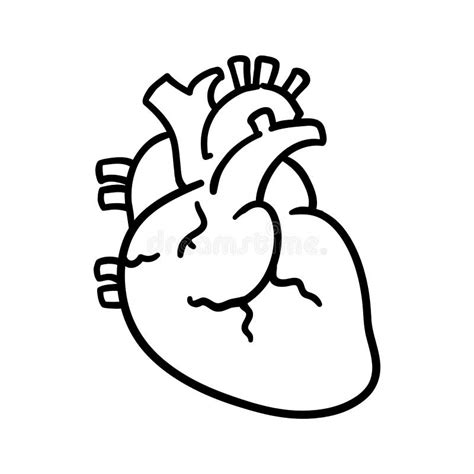 Heart Organ Human Icon Stock Vector Illustration Of Circulatory