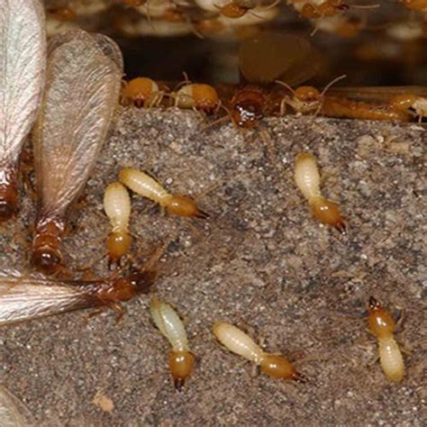 Termite Control Brisbane Addify