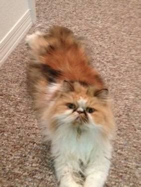 This is a teacup persian kitten for sale. Gorgeous CFA Teacup Calico Persian Cat w/ Breeding Rights ...