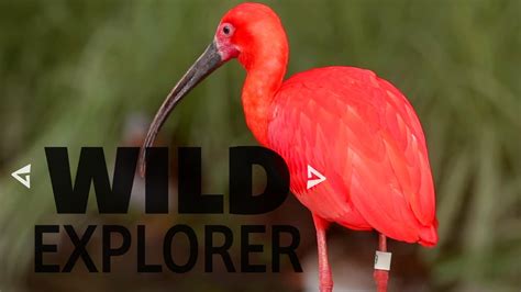 The Scarlet Ibis Lessons Blendspace