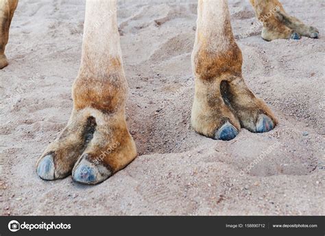 Photos Camel Hooves Hooves On The Paws Of A Camel Close Up — Stock