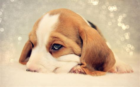 Free for commercial use no attribution required high quality images. Sad beagle puppy nuzzled in bed wallpapers and images - wallpapers, pictures, photos