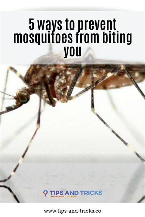 5 Ways To Prevent Mosquitoes From Biting You Preventing Mosquito