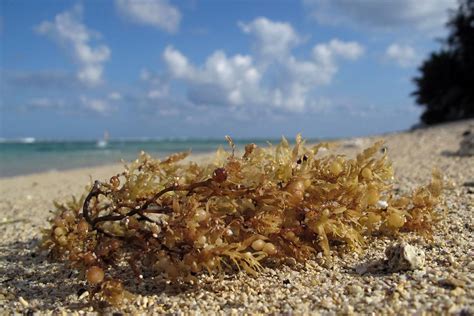The Great Atlantic Sargassum Belt A Moment Of Science Indiana