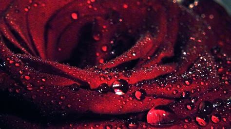 39 Rose With Water Drops Wallpaper
