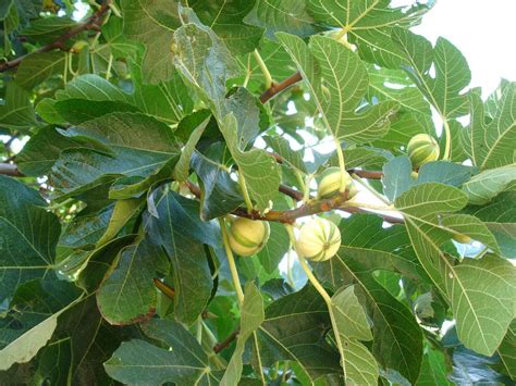 Meet 9 Species Of Fig Trees