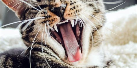 8 Common Dental Problems In Cats Cat World