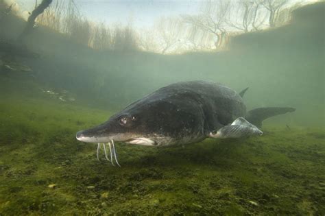 Triposo is your smart travel guide. Živá voda Modrá - Uherský Brod