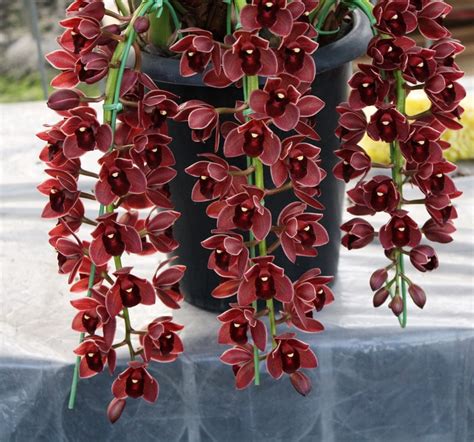 100 Pcs Dark Red Chinese Cymbidium Orchid Bonsai Home Garden Flower Bonsai Indoor Potted Plants