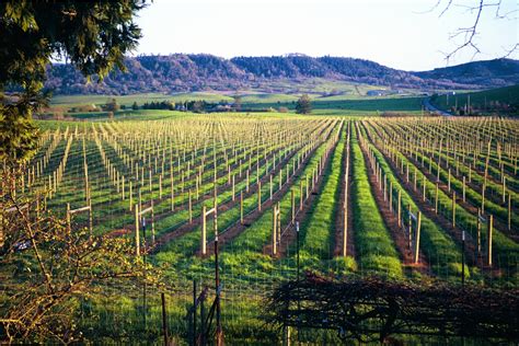 Umpqua Valley Winegrowers History Of The Umpqua Valley