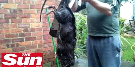 Ginormous Rats Invade Uk Housing Complex Fox News