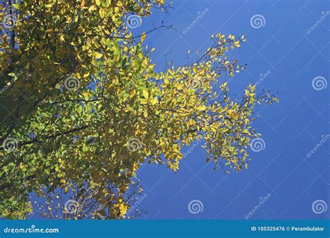 Yellow Leaves On Branches Of Tree In Autumn Against A Blue Sky Stock