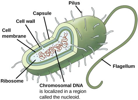 Structure Of Prokaryotes Boundless Biology