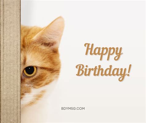 45 Birthday Wishes For Cat Happy Birthday Kitty Bdymsg