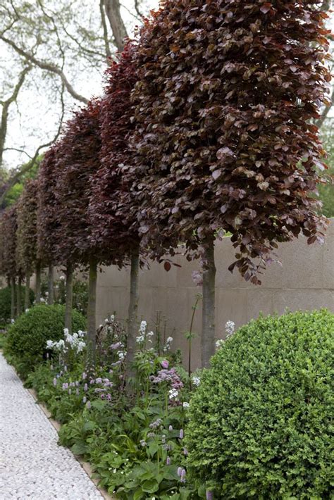 Fagus Sylvatica F Purpurea Baumgarten Moderner Garten Vorgarten