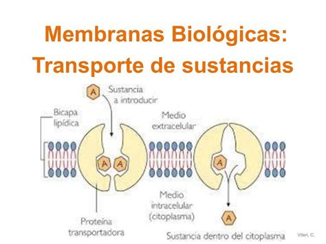 Membranas Biológicas Transporte De Sustancias Udocz