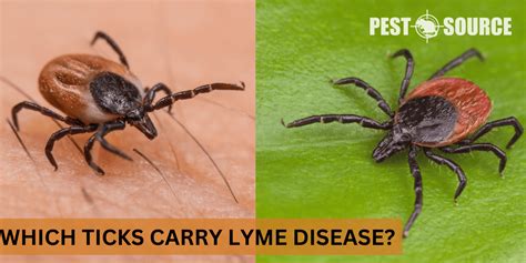 Which Ticks Carry Lyme Disease Pest Source