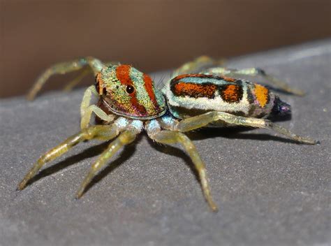 Metallica Jumping Spider Cosmophasis Micarioides Salticida Flickr