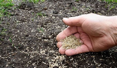 There is no need to have soft crumbly soil to seed a lawn, especially if. Can You Just Sprinkle Grass Seed on Your Lawn? - Crate and Basket