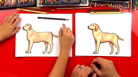 How To Draw A Yellow Labrador Art For Kids Hub