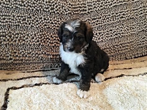 Learn how our breeding program is made to provide them with a great head start. Standard Bernedoodle Breeder - Standard Bernedoodle ...