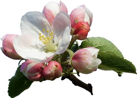 Apple Blossom 116409 Apple Flowers Transparent Png Free Transparent