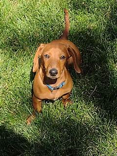 Dachshund Rescue Minnesota