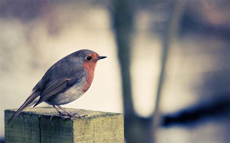 Robins Hd Birds K Wallpapers Images Backgrounds Photos And Pictures