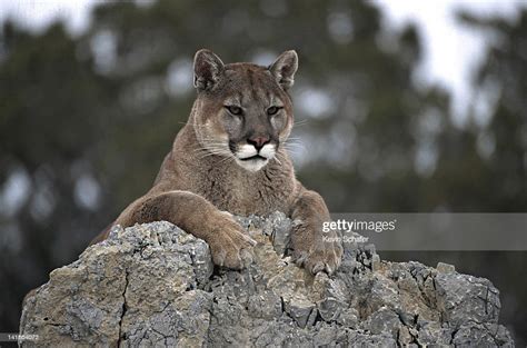 Cougar Felis Concolor Resting On Rock Uinta National Forest Utah High