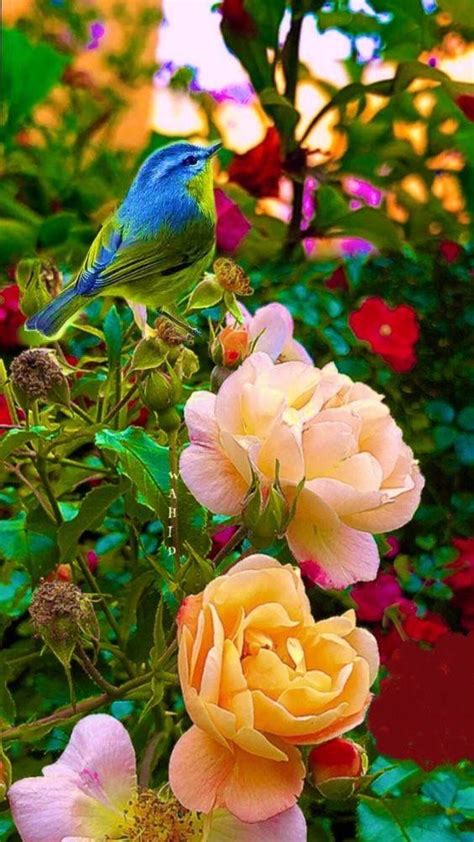 Beautiful Nature Flower Birds 564x1002 Download Hd Wallpaper