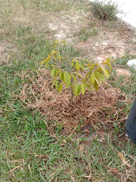 Tidak terlalu membutuhkan banyak spesifikasi tanah, durian hampir bisa tumbuh di segala permukaan tanah selama masih berada di daerah tropis. Cara Yang Betul Merawat Pokok Durian Yang Terbantut - MY ...