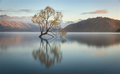 Wanaka Tree Larbre Le Plus Célèbre De Nouvelle Zélande A été