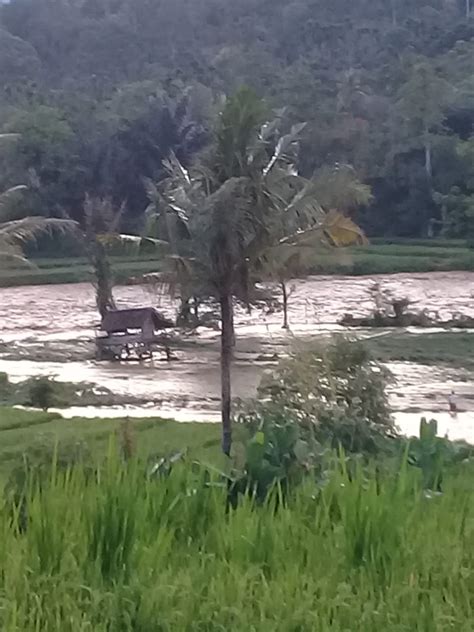 Banjitpost Sungai Way Umpu Meluap Sawah Warga Siap Panen Terendam