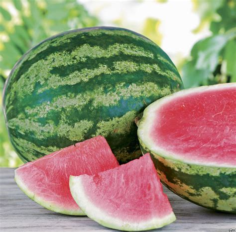 10 Seed Triple Crown Hybrid Watermelon Seedless The Best Tasting Red