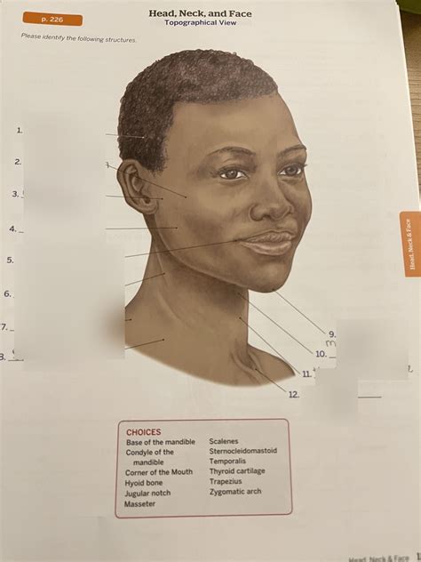 Topographical Views Head Neck And Face Diagram Quizlet