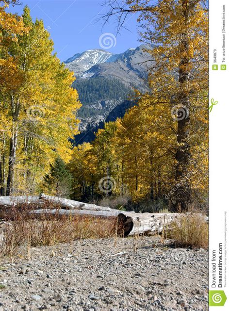Snowy Peak And Autumn Cottonwoods Stock Image Image Of Seasonal