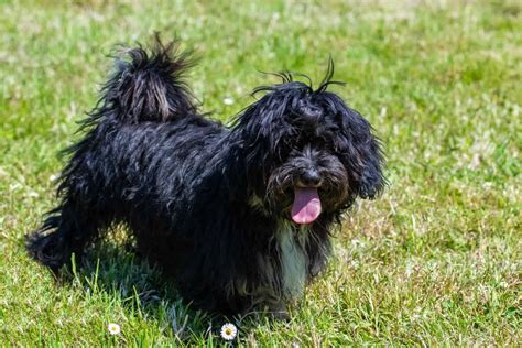 Blue Shih Tzu Everything About Adorable And Rare Shih Tzu Puppies