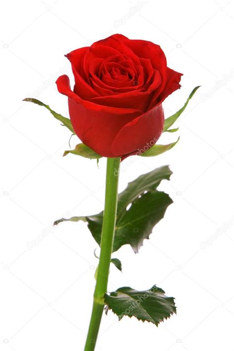 Red Rose Stock Photo By ©vankad 3290207