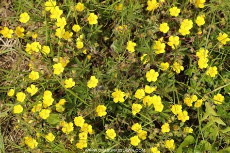 30 Weeds With Yellow Flowers Common Lawn Weed Guide 2023 Crabgrasslawn