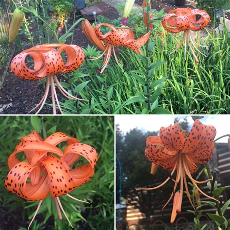 Tiger Lilies Tiger Lily Garden And Yard Garden