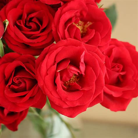 Red Spray Bulk Roses
