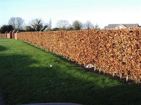 10 Green Beech Hedging Plants 120 150cmcopper Autumn Colour 4 5ft