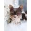 Chocolate Yorkie Puppy  Teacup Puppies & Boutique