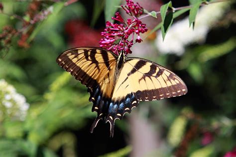 Beautiful Butterfly Pollination Photograph By John Lan Pixels