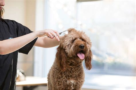 Peachtree City Pet Boarding and Day Camp | Pet Paradise Peachtree City