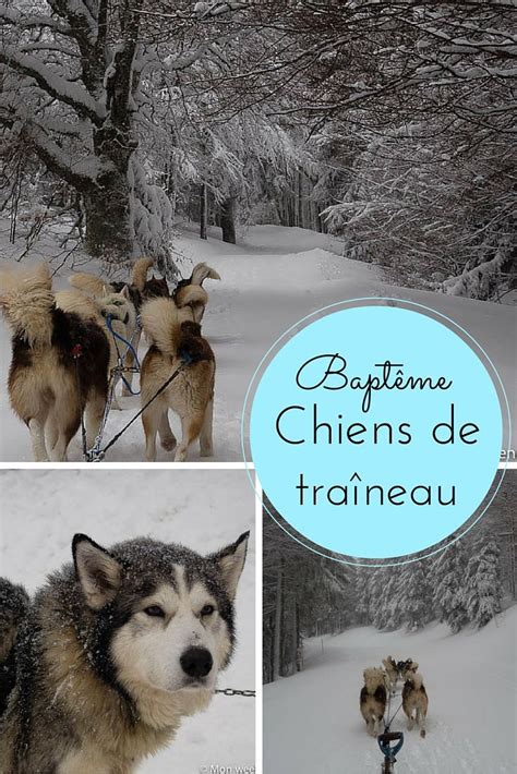 En utilisant ces derniers, vous acceptez l'utilisation des cookies. Chien De Traineaux Schnepfenried : Bapteme De Chiens De Traineau Au Schnepfenried Avec Reve De ...
