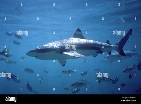 Blacktip Reef Shark Carcharhinus Melanopterus Stock Photo Alamy